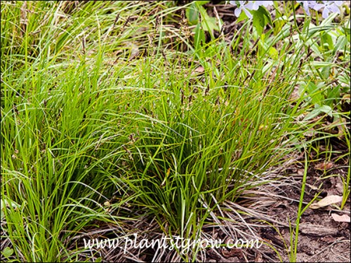 Pennsylvania Sedge (Carex pensylvanica)